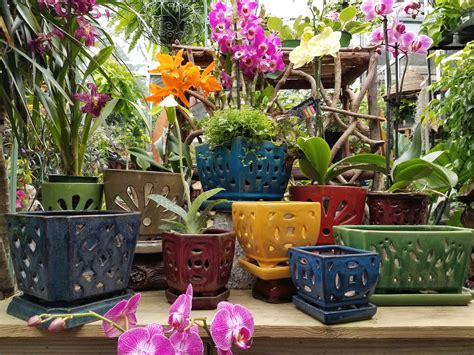 orchid pots near me|potted orchid plants.